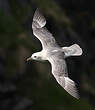 Fulmar boréal