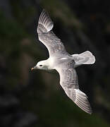 Northern Fulmar