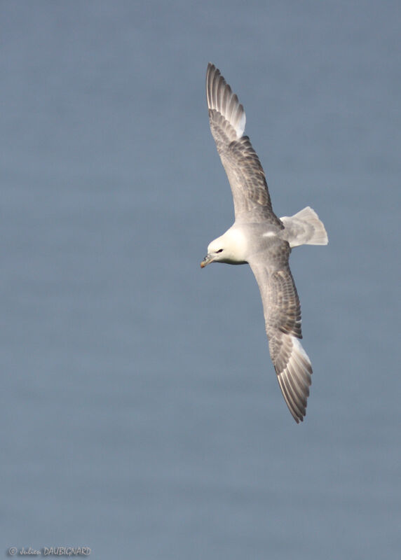 Fulmar boréal, Vol