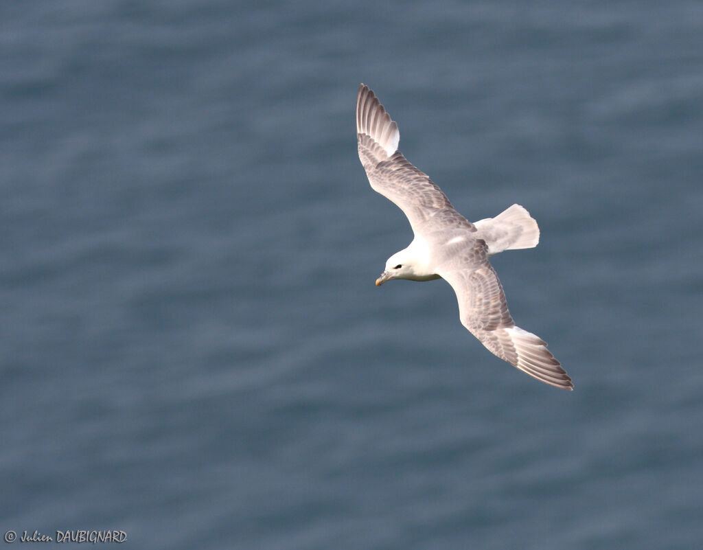 Fulmar boréal, Vol