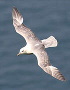 Fulmar boréal