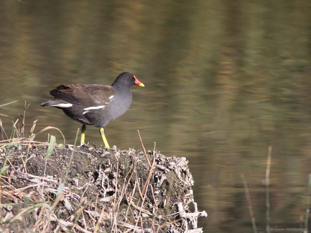 Gallinule poule-d'eauadulte, identification