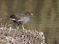 Gallinule poule-d'eau