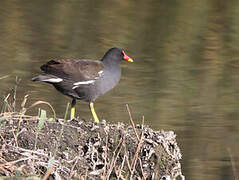 Common Moorhen