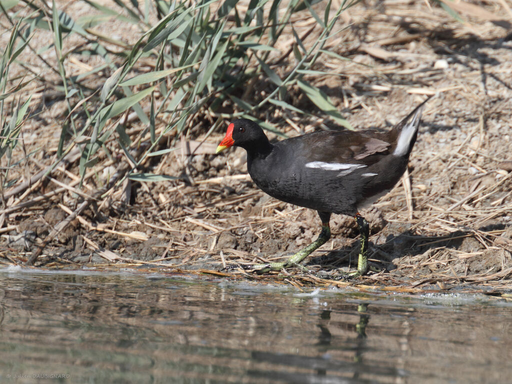 Common Moorhen, identification