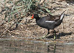 Gallinule poule-d'eau