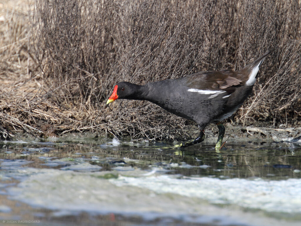 Gallinule poule-d'eau, identification