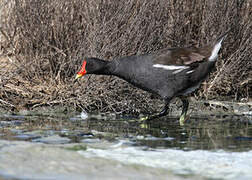 Common Moorhen