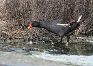 Gallinule poule-d'eau