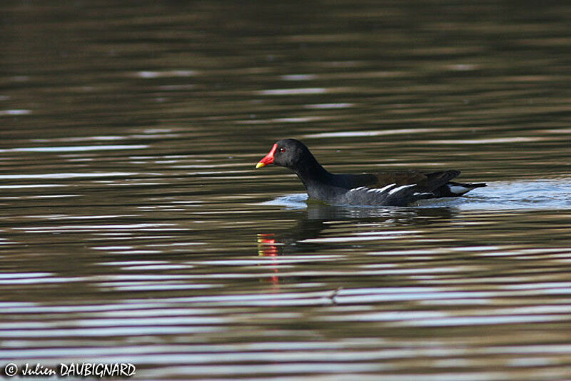 Gallinule poule-d'eauadulte, identification