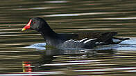 Gallinule poule-d'eau