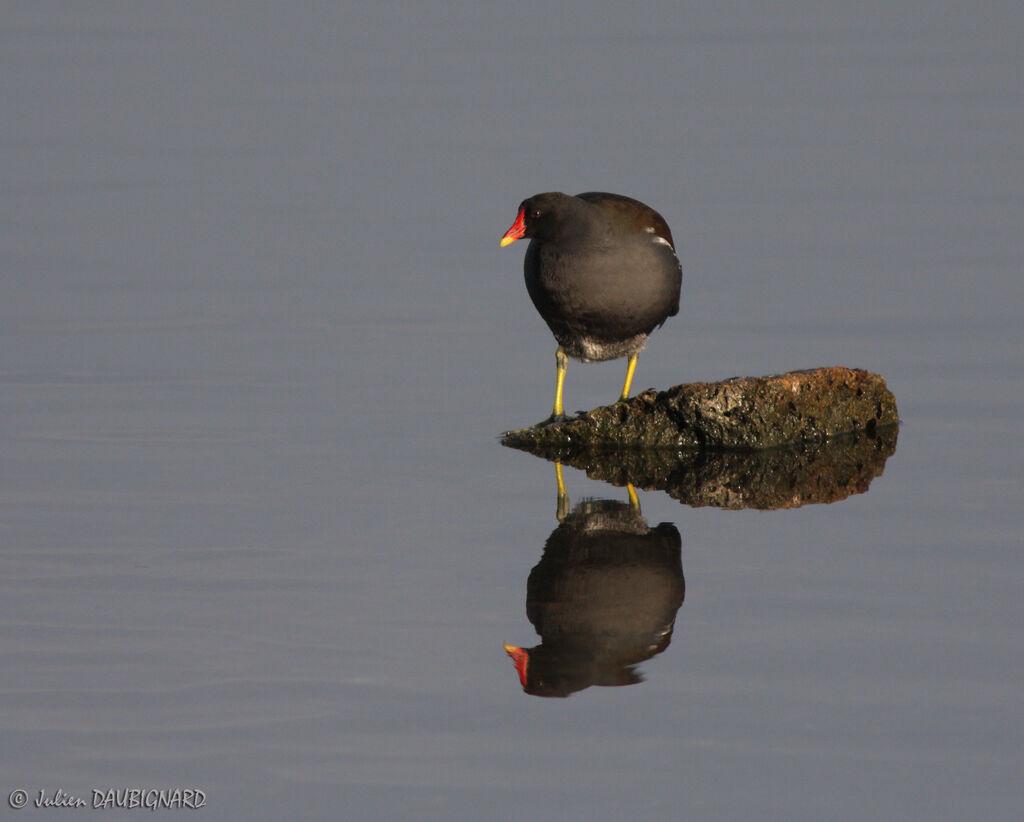 Common Moorhenadult, identification