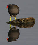 Gallinule poule-d'eau