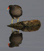 Common Moorhen