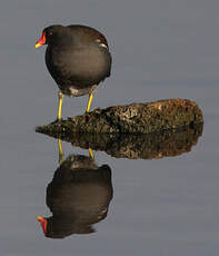 Gallinule poule-d'eau