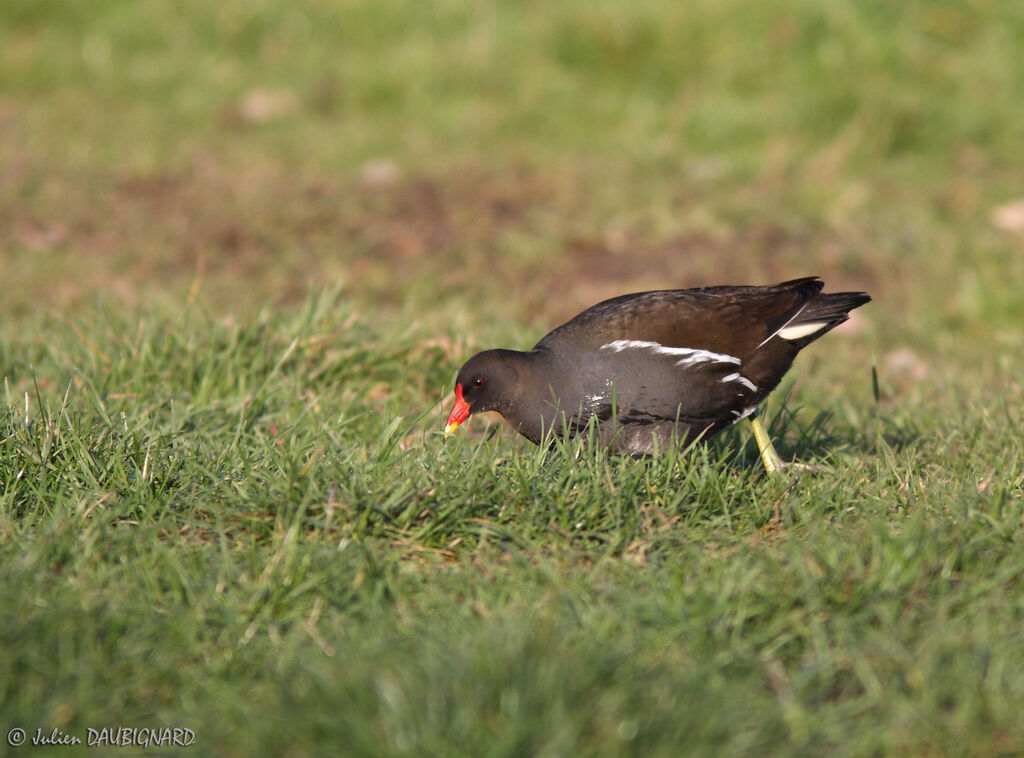 Common Moorhenadult, identification