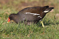 Gallinule poule-d'eau