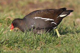 Common Moorhen