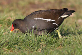 Gallinule poule-d'eau