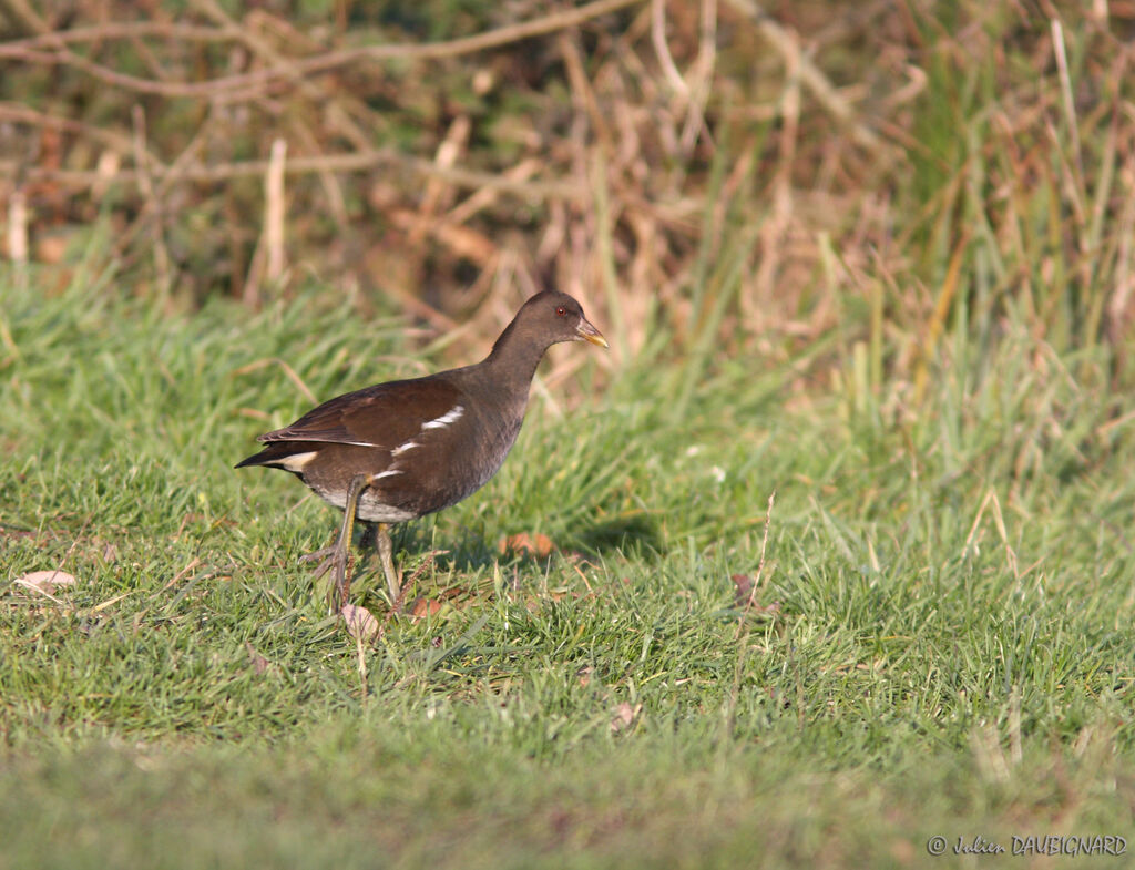 Gallinule poule-d'eauimmature, identification