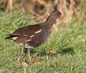 Gallinule poule-d'eau