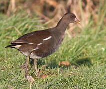 Common Moorhen