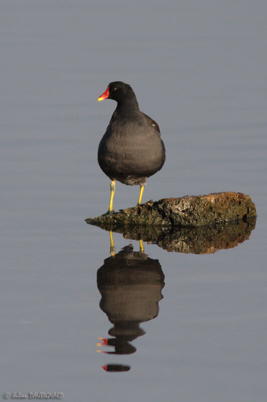 Common Moorhenadult, identification