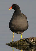 Common Moorhen