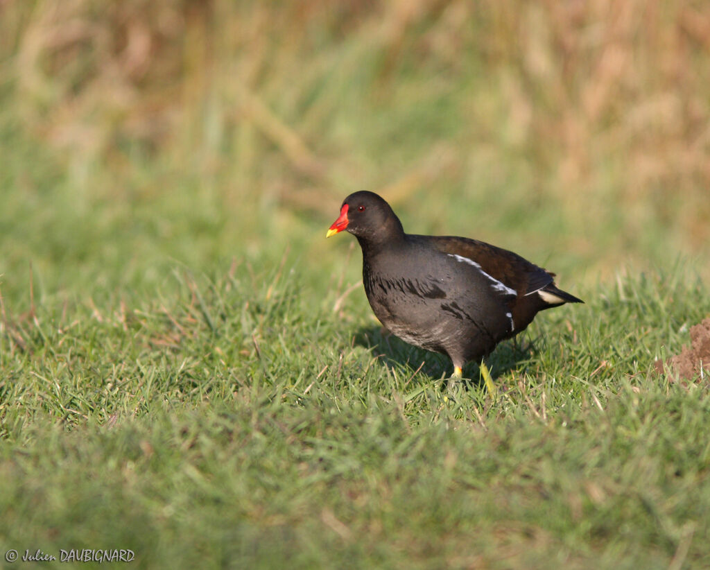 Gallinule poule-d'eauadulte, identification