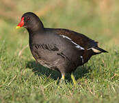 Gallinule poule-d'eau