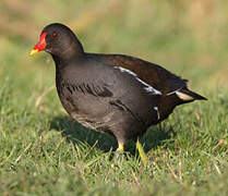 Common Moorhen