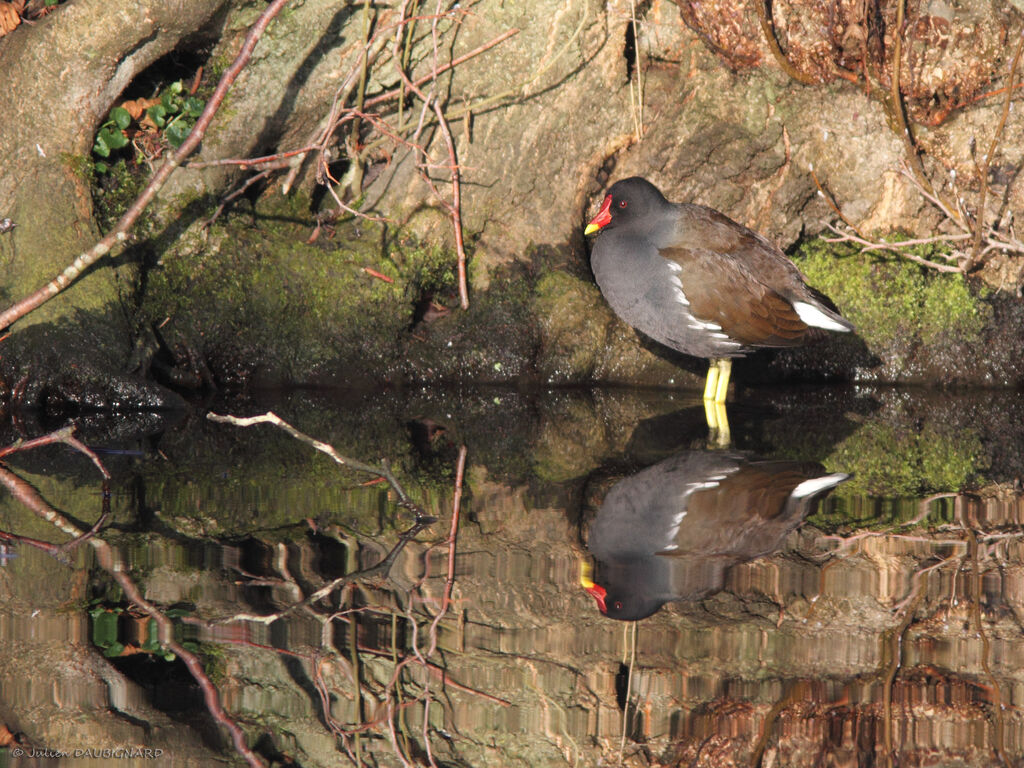 Gallinule poule-d'eau, identification