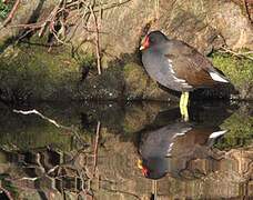 Gallinule poule-d'eau