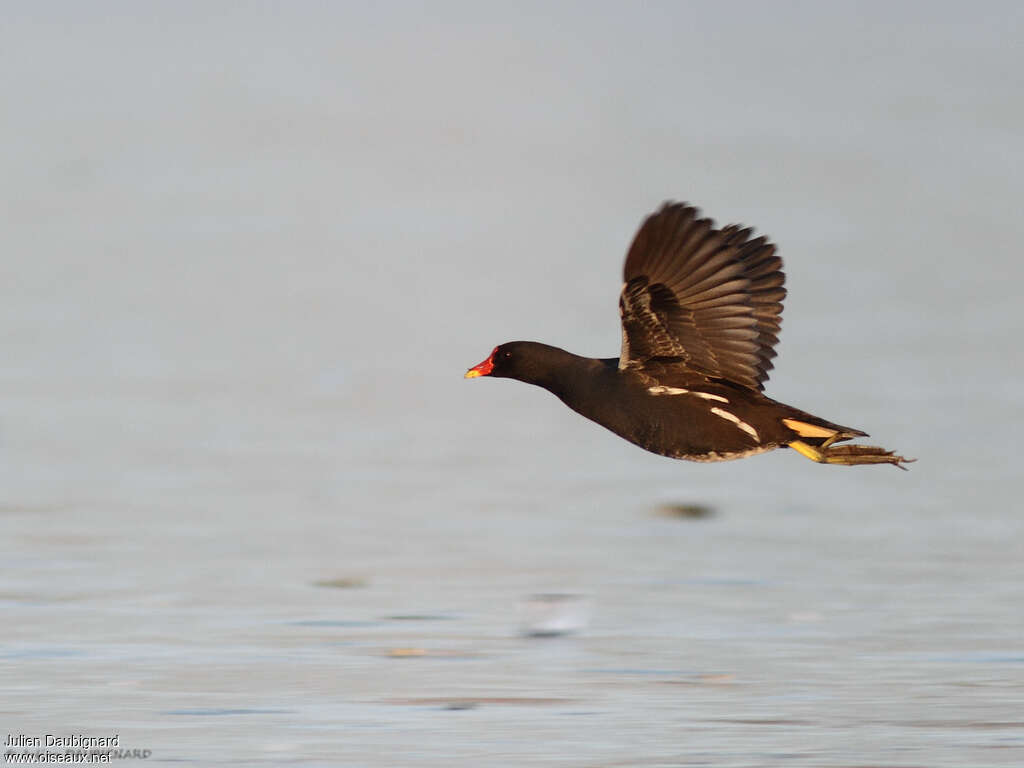 Gallinule poule-d'eauadulte nuptial, Vol