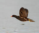 Gallinule poule-d'eau