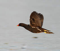 Common Moorhen