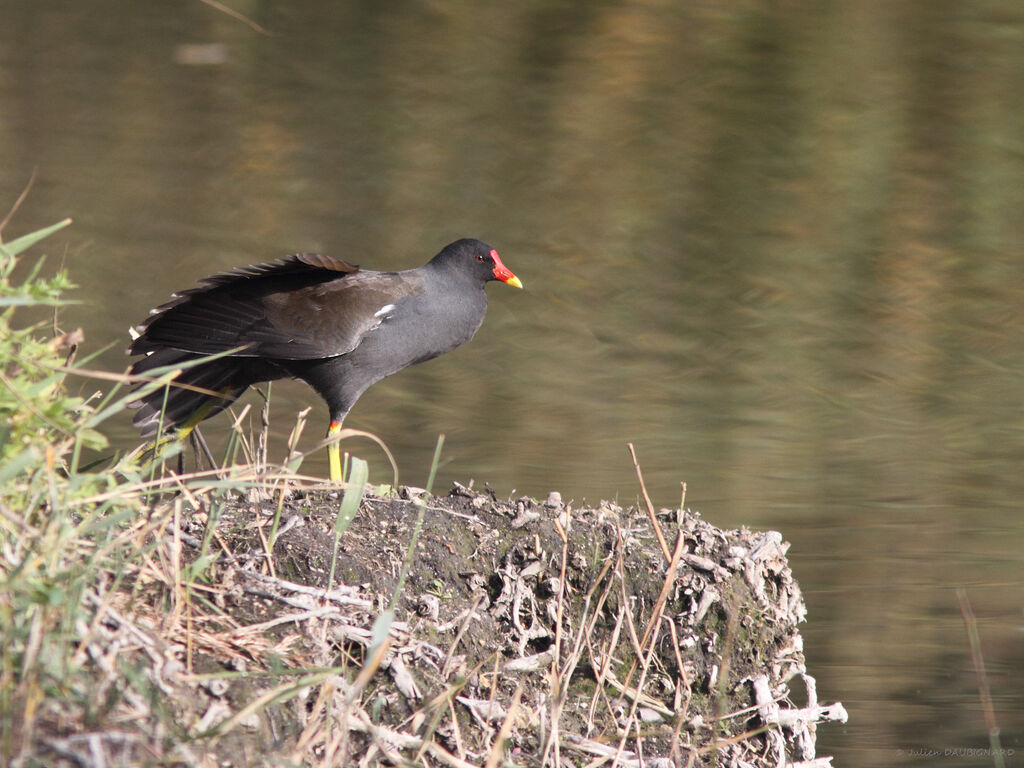 Gallinule poule-d'eauadulte, identification