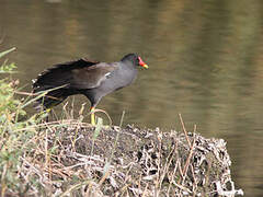 Gallinule poule-d'eau