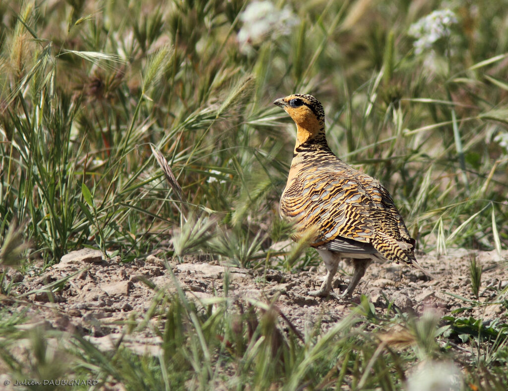 Pin-tailed Sandgrouse female adult, identification