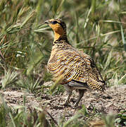 Pin-tailed Sandgrouse