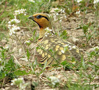 Pin-tailed Sandgrouse