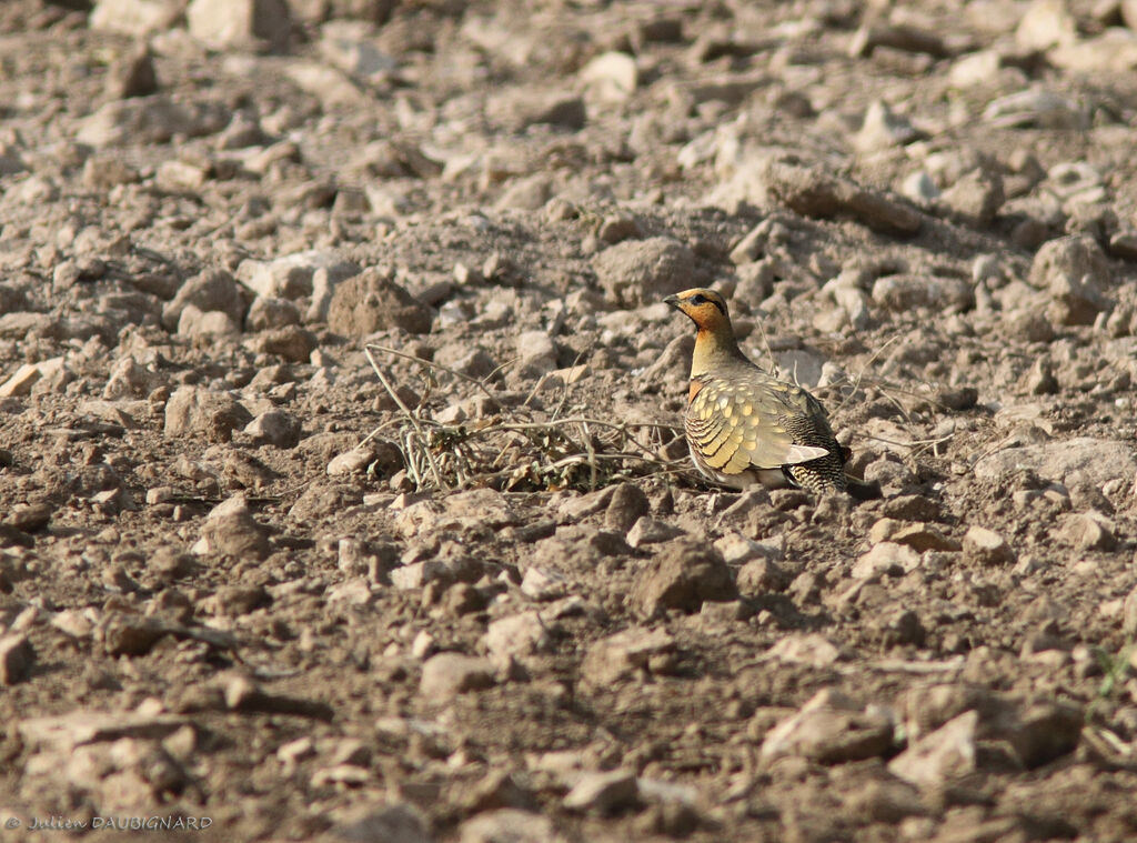 Ganga cata mâle adulte, identification