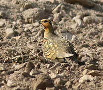 Pin-tailed Sandgrouse