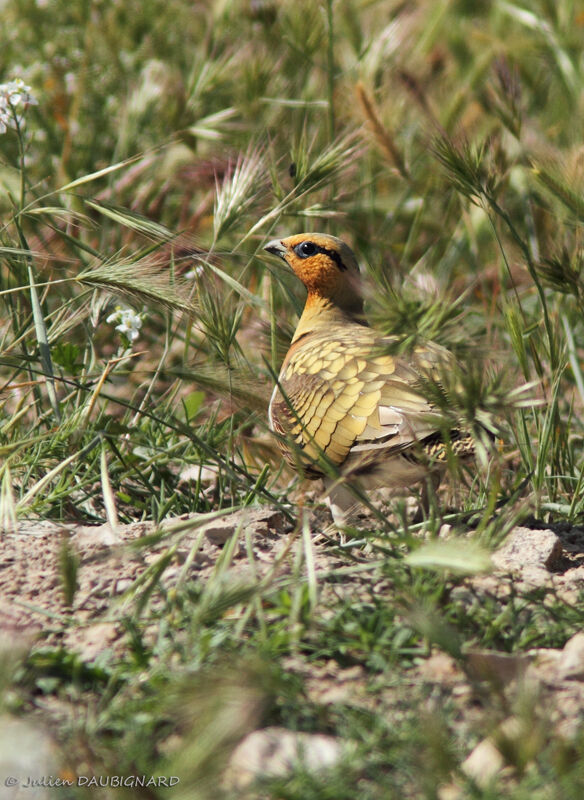 Pin-tailed Sandgrouse male adult, identification