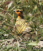 Pin-tailed Sandgrouse