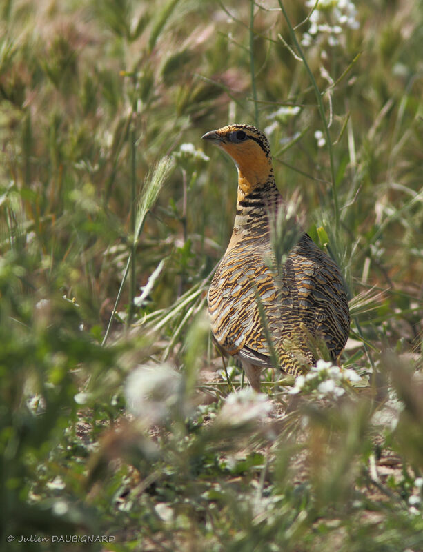 Pin-tailed Sandgrouse female adult, identification