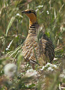 Pin-tailed Sandgrouse