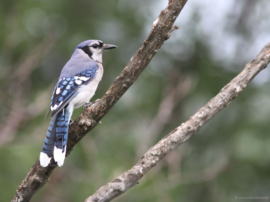 Geai bleu, identification