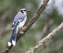 Blue Jay