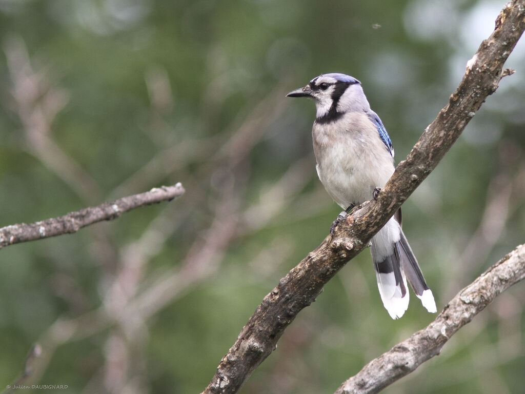 Blue Jay, identification